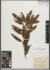 Foto von Salix triandra subsp. amygdalina (L.) Schübl. & G. Martens